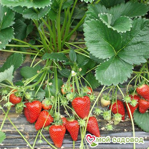 Клубника Сирия