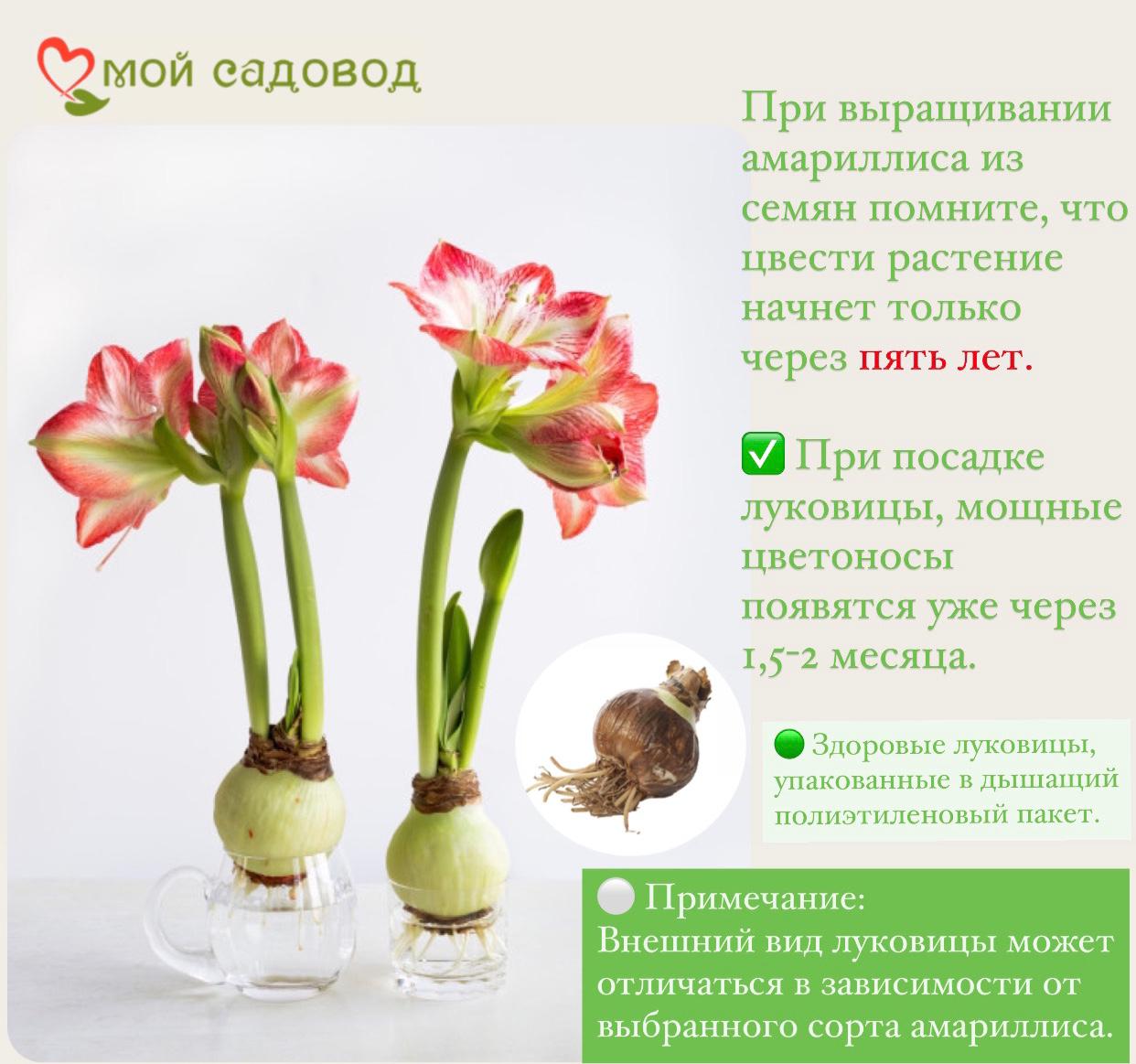 ВЫГОДНЫЙ КОМПЛЕКТ АМАРИЛЛИСОВ