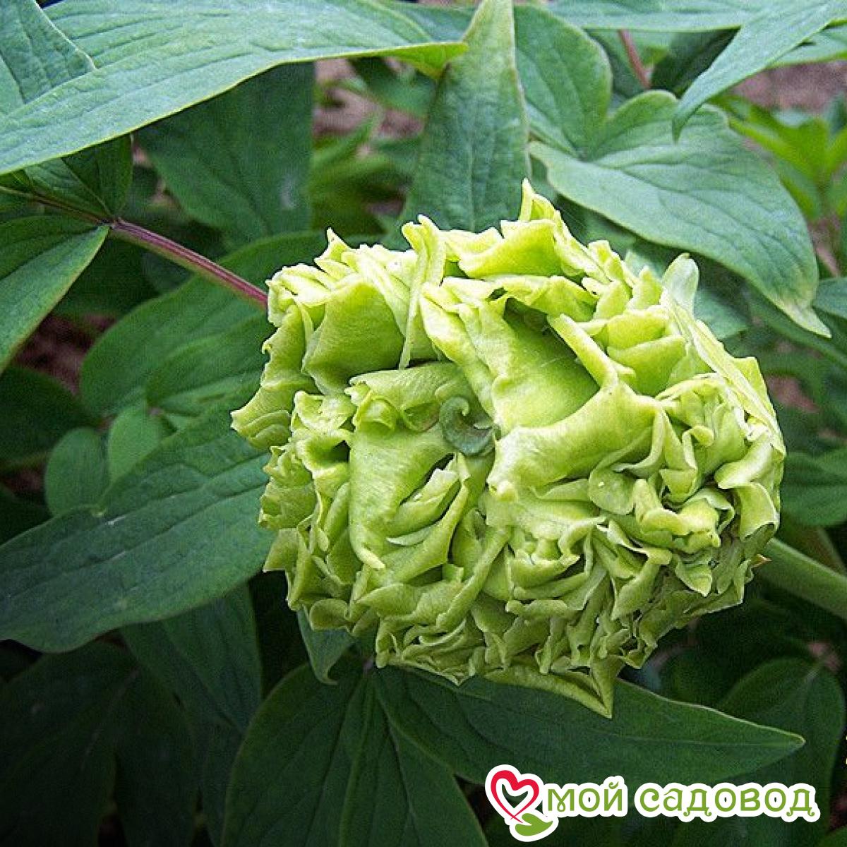 Пион Зеленые Бобы