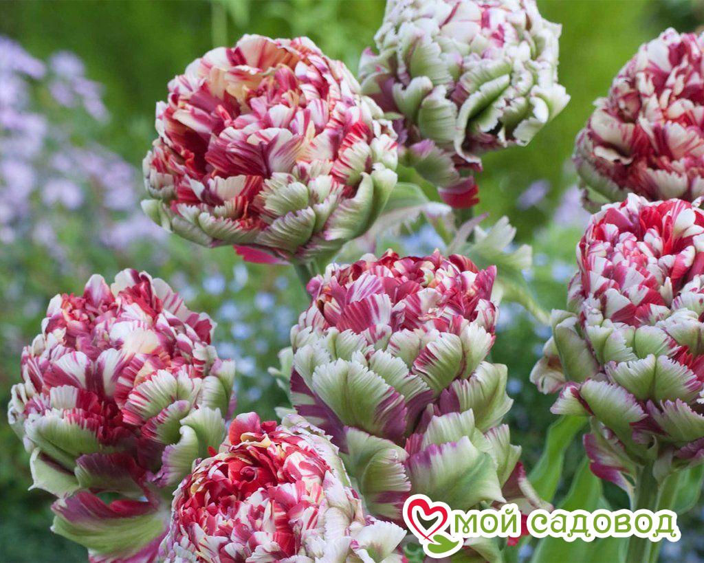 Тюльпан Дабл Флеминг Берд